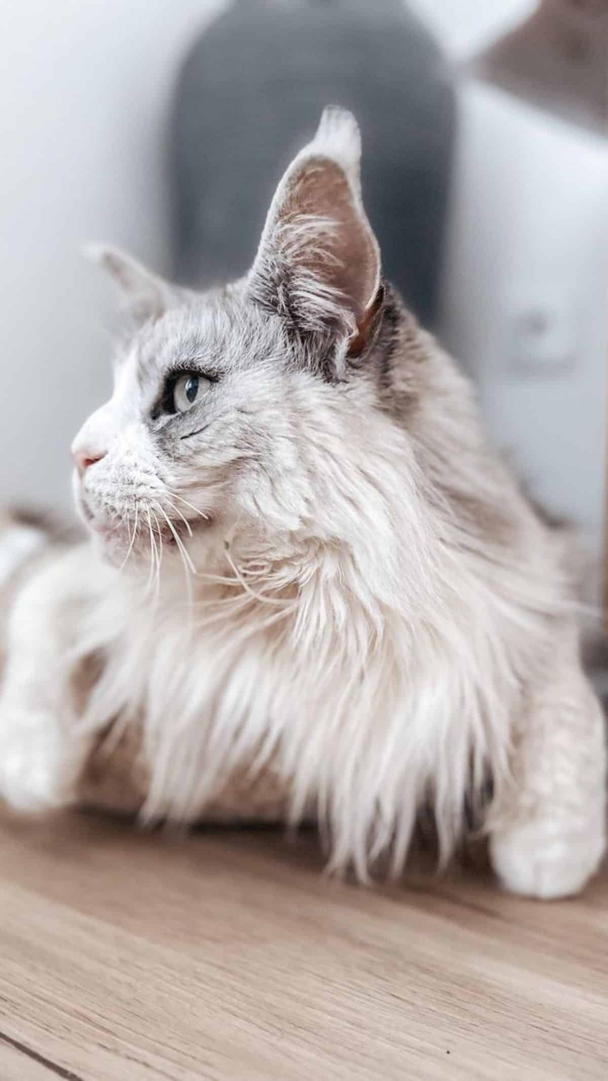 A close-up of a fuffy white maine coon lying on the floor.