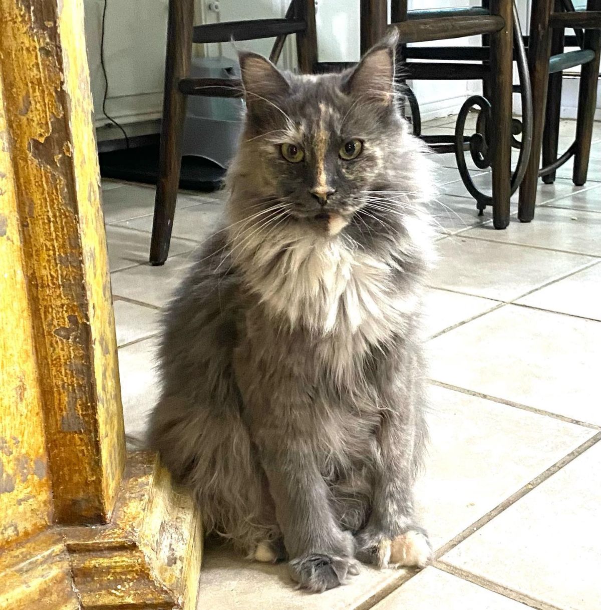 A fluffy tortoise maine coon sitting on the floor.