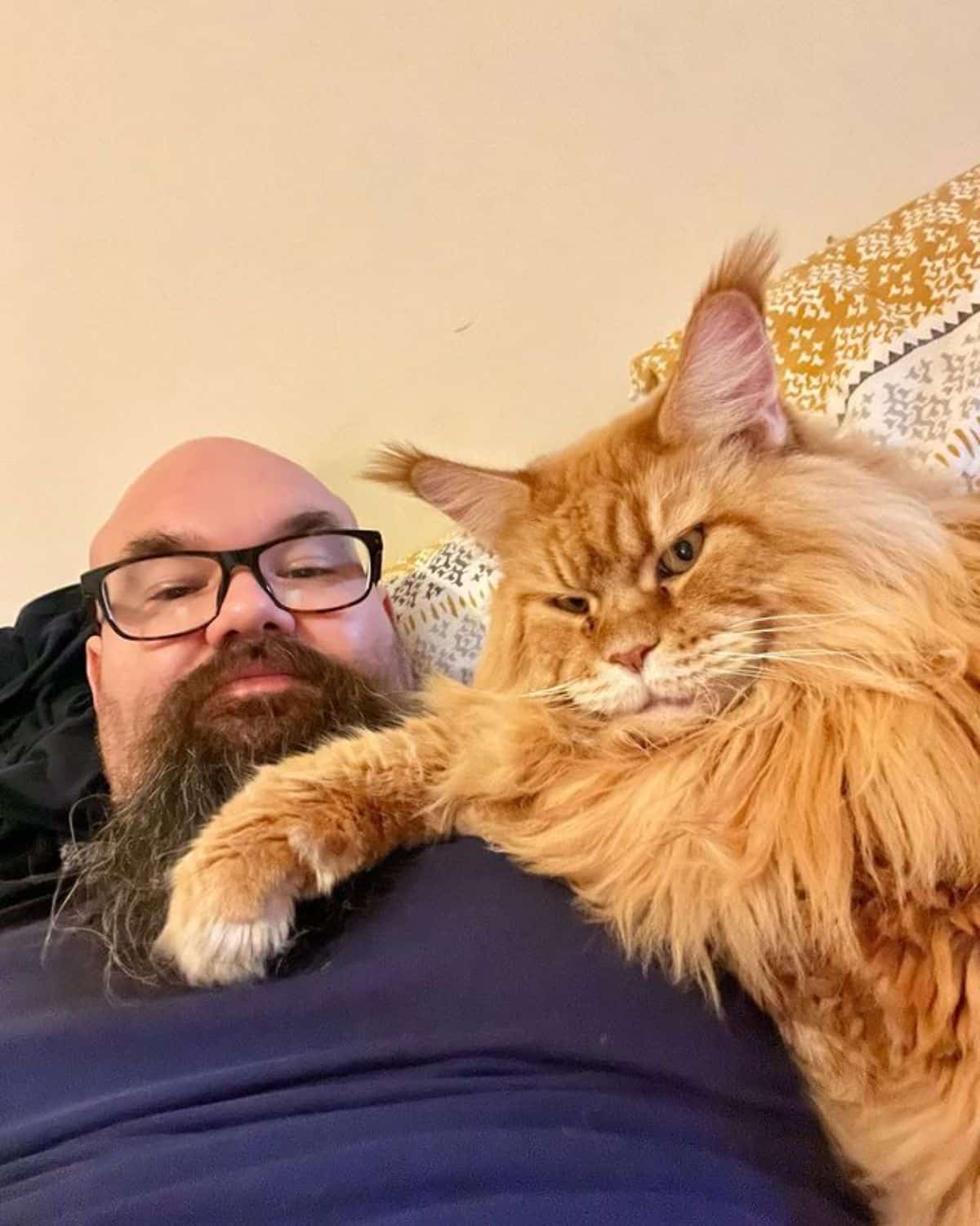 A fluffy ginger maine coon lying next to his owner.