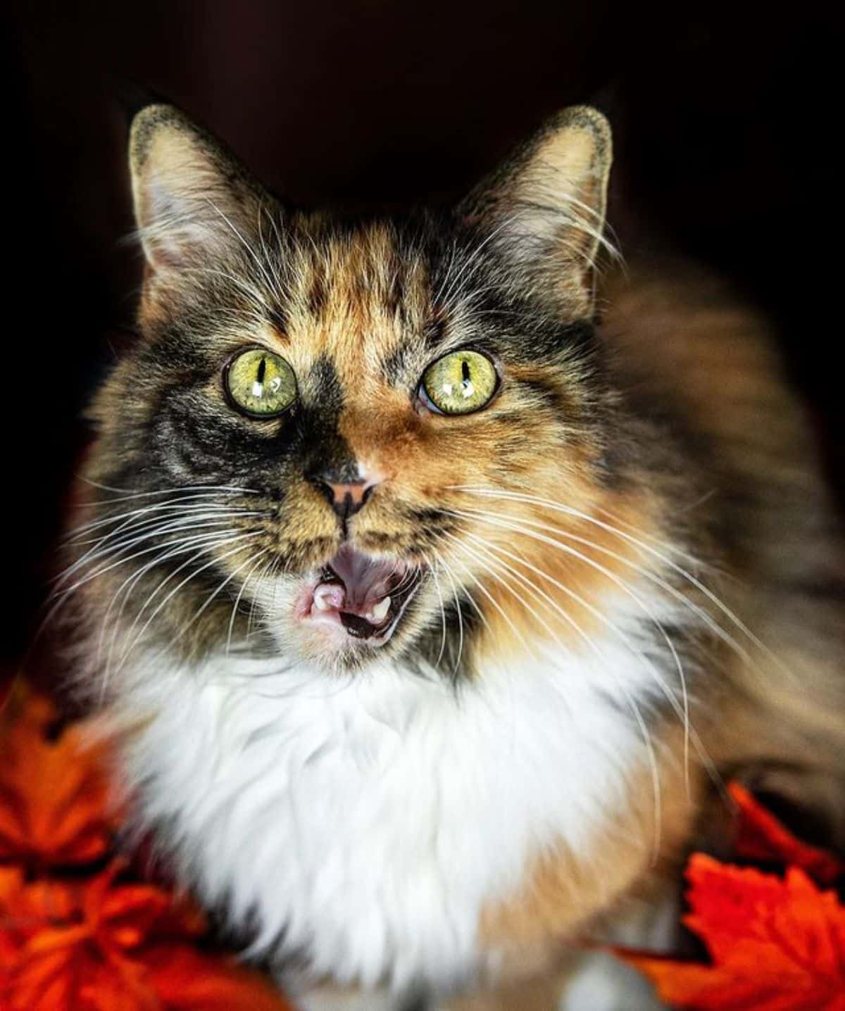 A close-up of a calico maine coon with an open mouth.