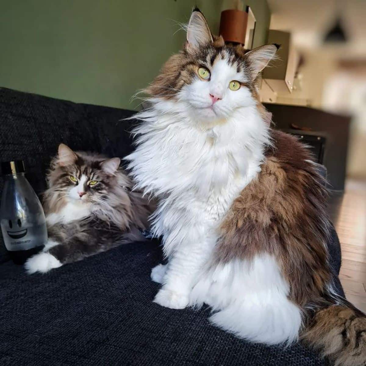Two fluffy maine coons lying and stiing on a black couch.