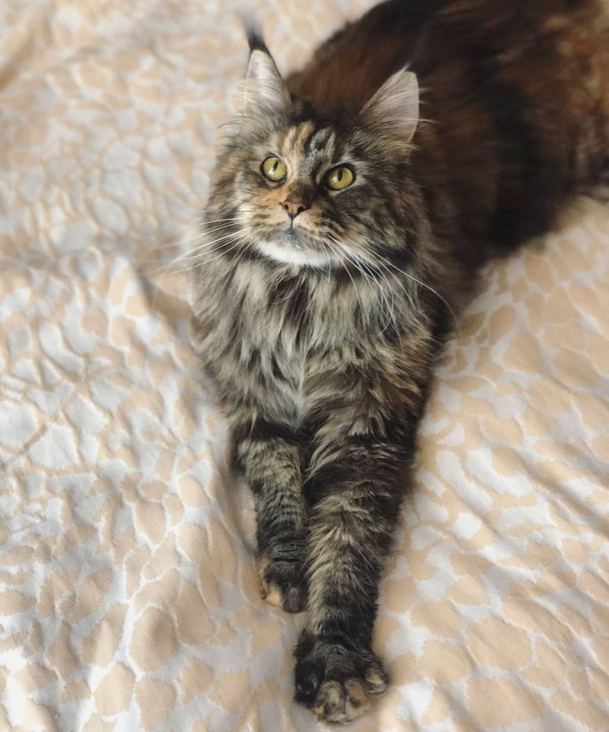 A fluffy tortoise maine coon lying on a bed.