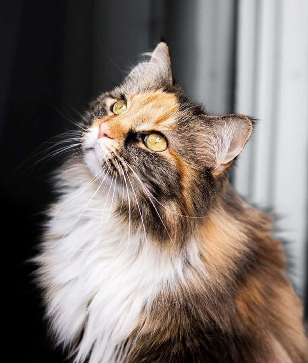 A cute fluffy calico maine coon starring upwards.