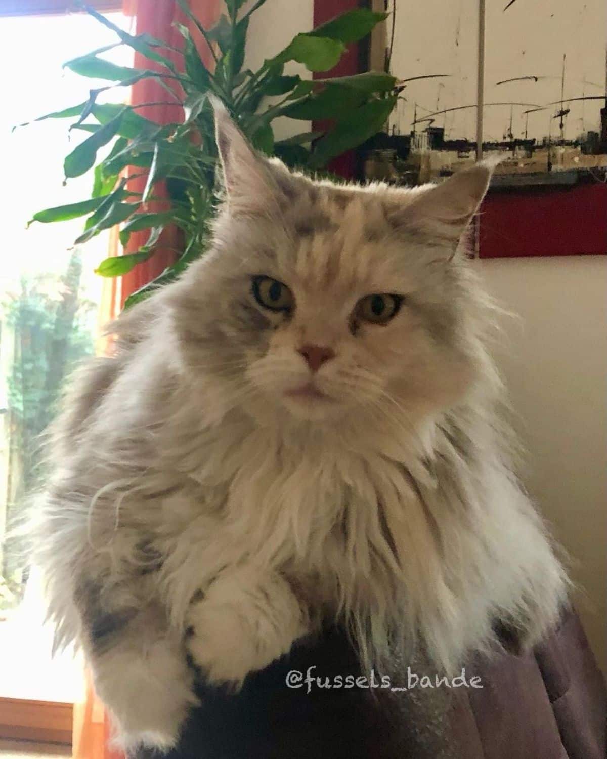 A fluffy gray maine coon lying on the top of couch.