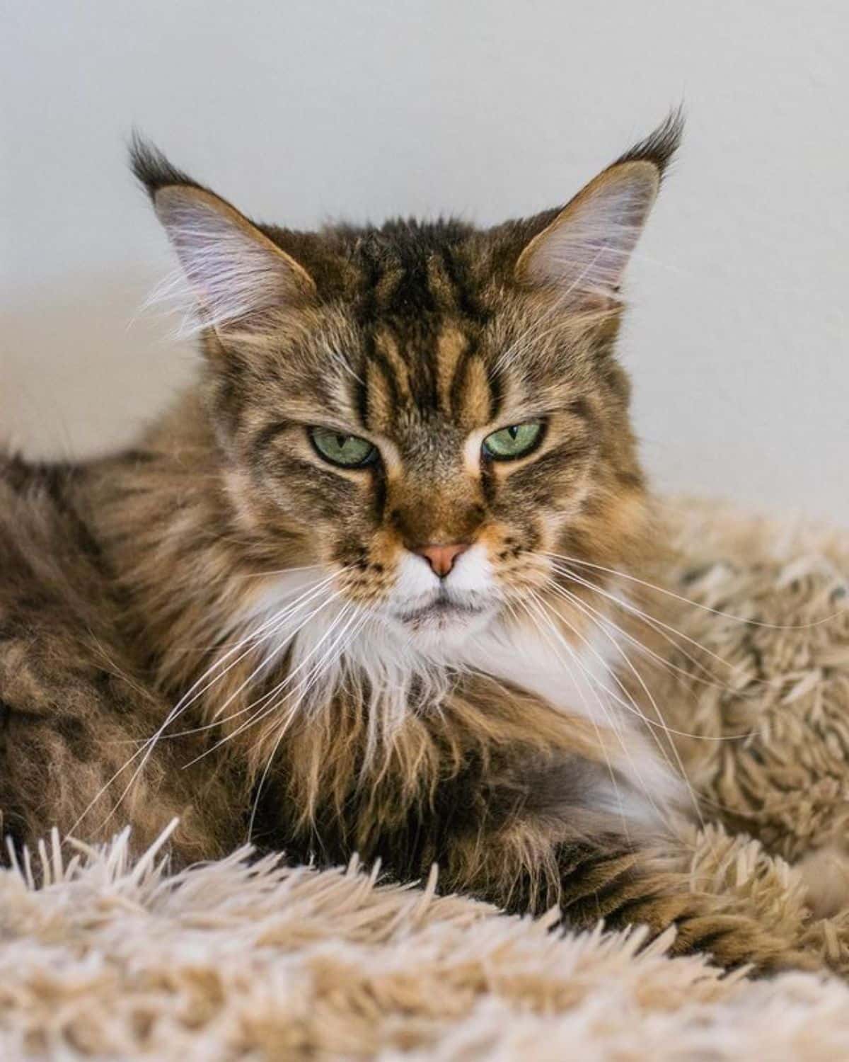 A mean-looking tabby maine coon lying on a fur blnaket.