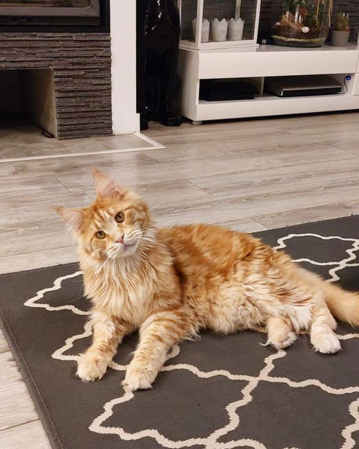 A ginger fluffy maine coon lying on a carpet.