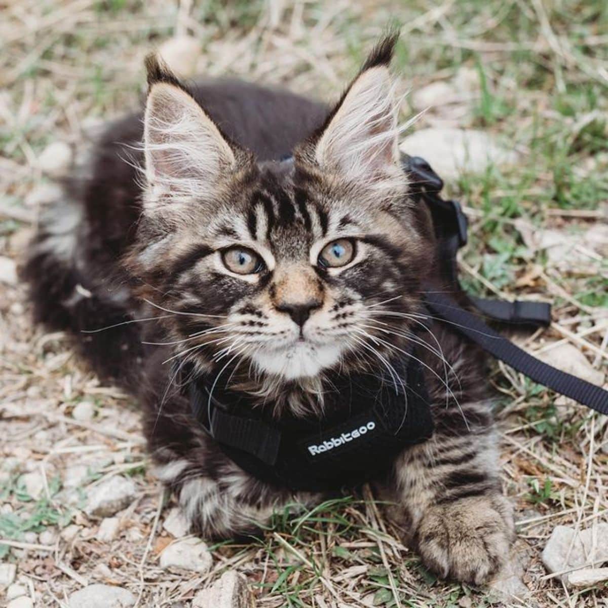 A tabby maine coon with a harness lying on the ground.