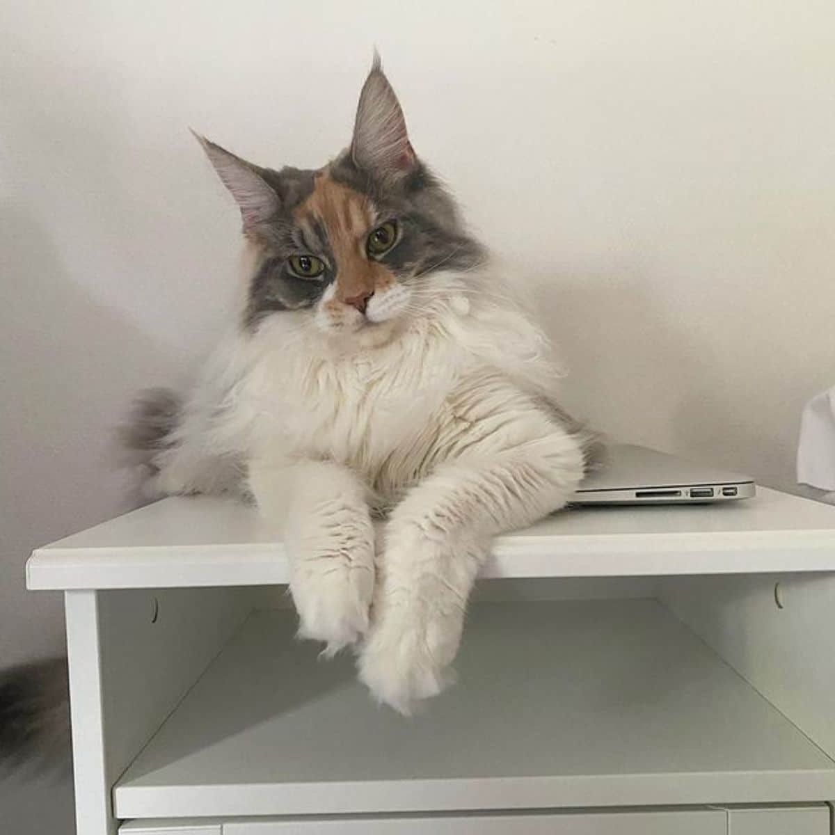 A fluffy calico maine coon lying on a white furniture near a notebook.