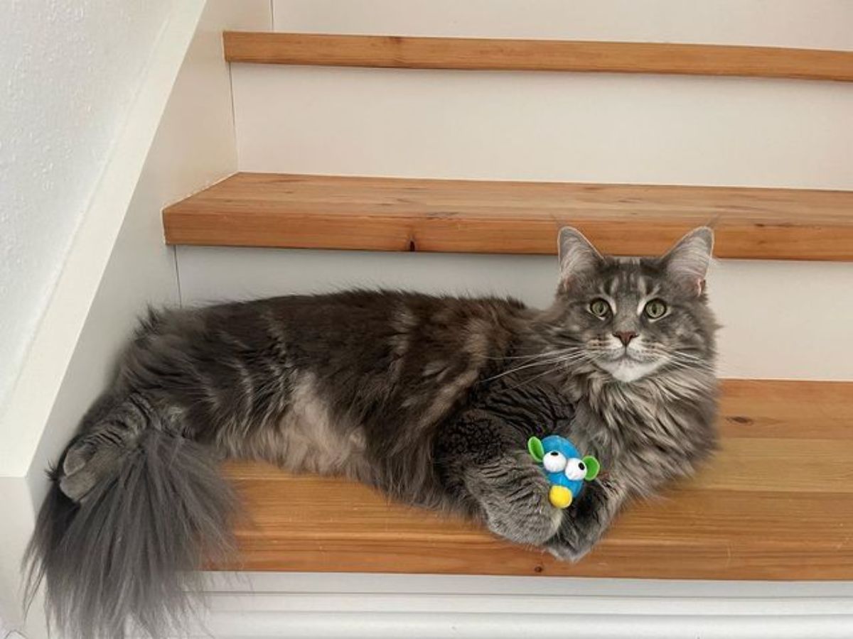 A fluffy tabby maine coon holding a toy and lying on stairs.