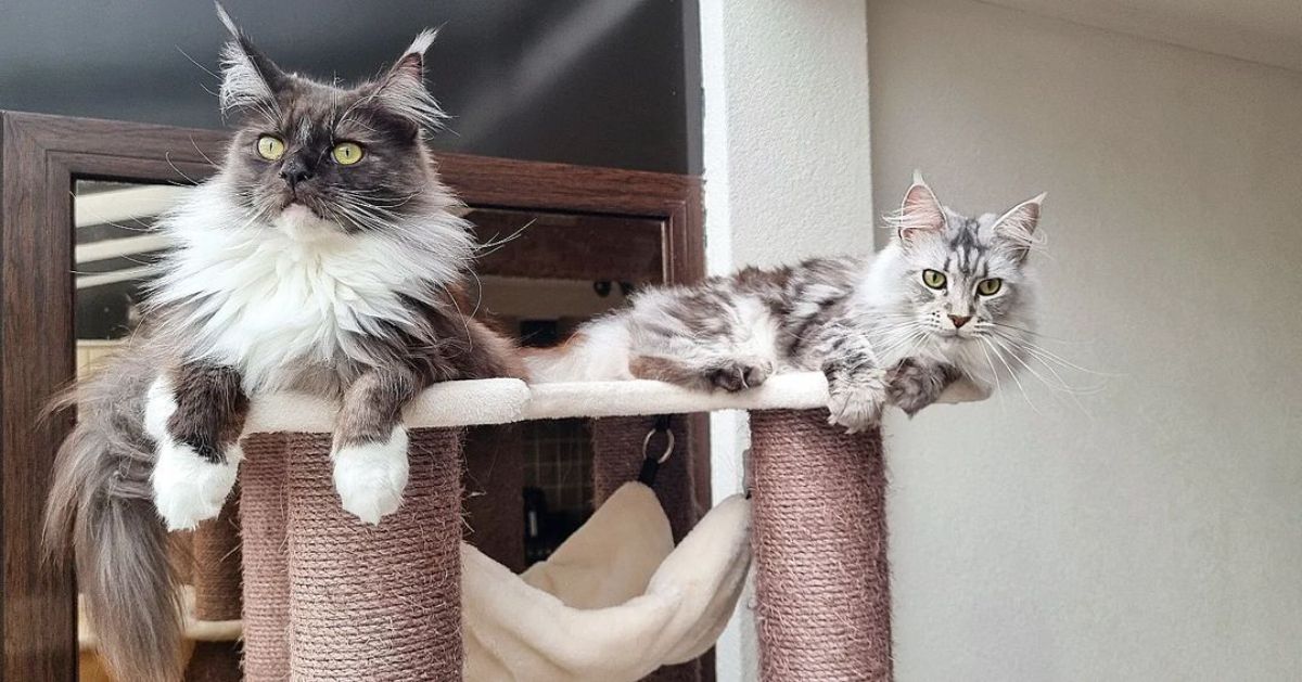 Two fluffy maine coons lying on a cat tree.