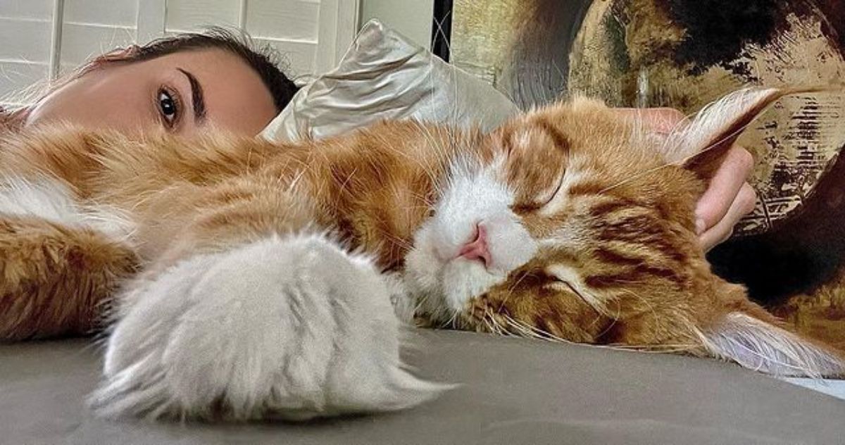 An owner scratching a fluffy ginger sleeeping maine coon.