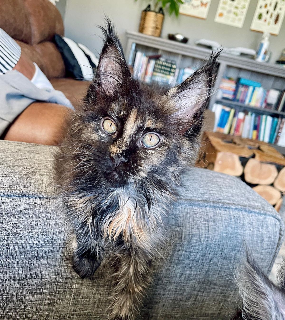 A fluffy tortoise maine coon lying on the sofa.