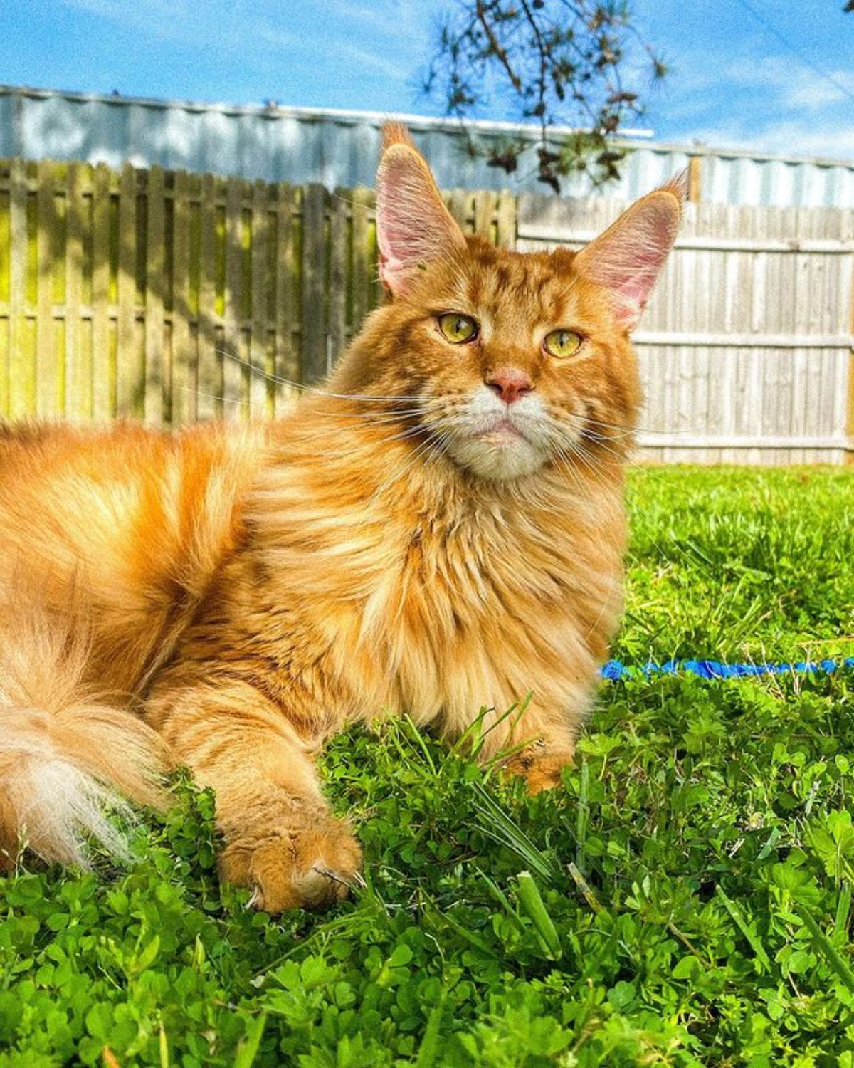 A big fluffy ginger maine coon lying on a green lawn.