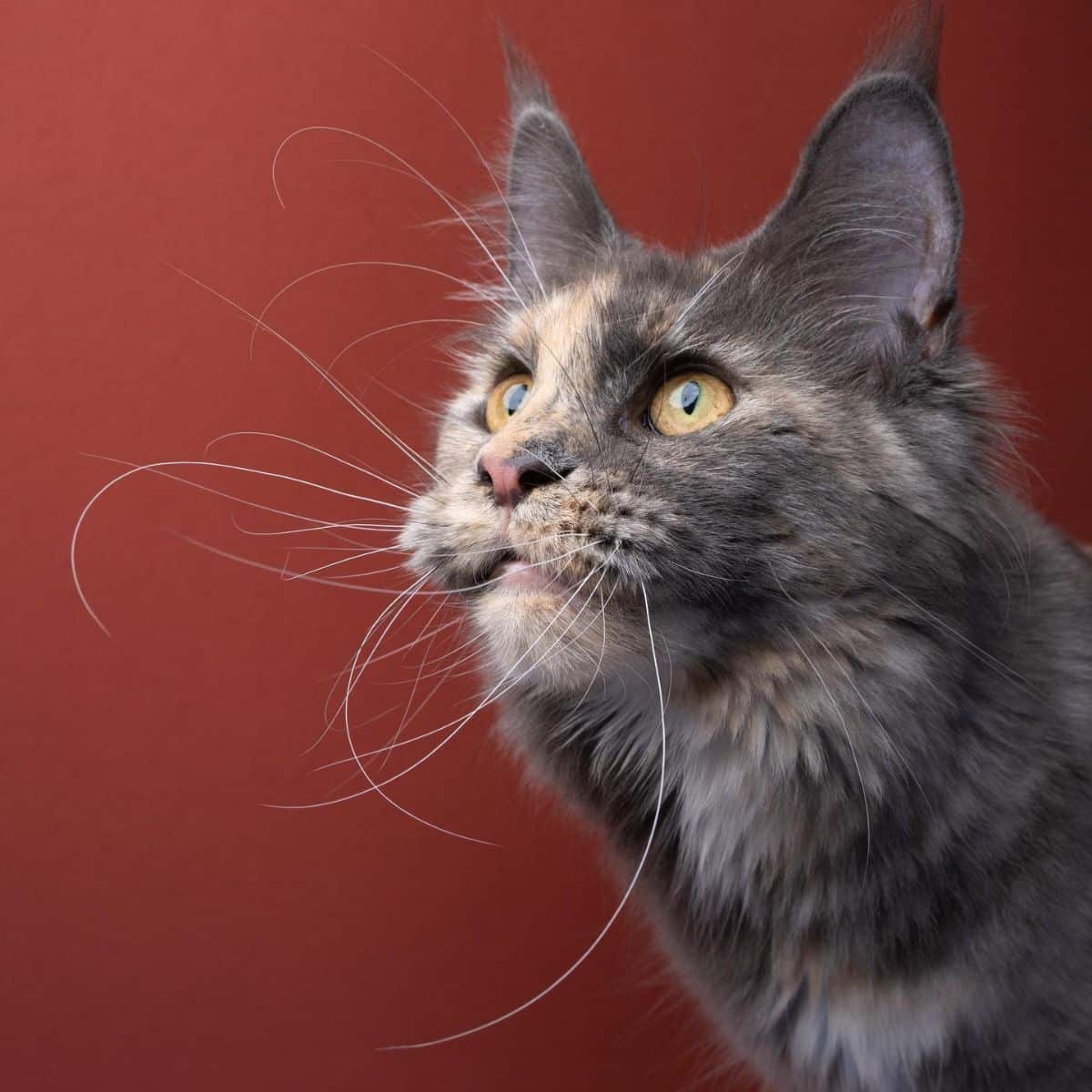 A close-up of a tortoise maine coon face.