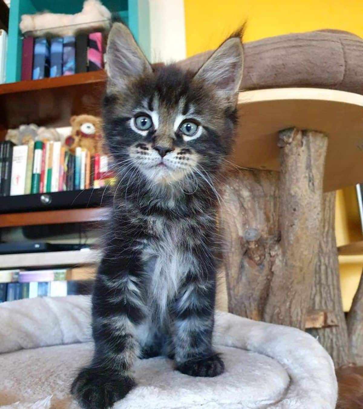 A tabby maine coon kitten standing in a cat bed.