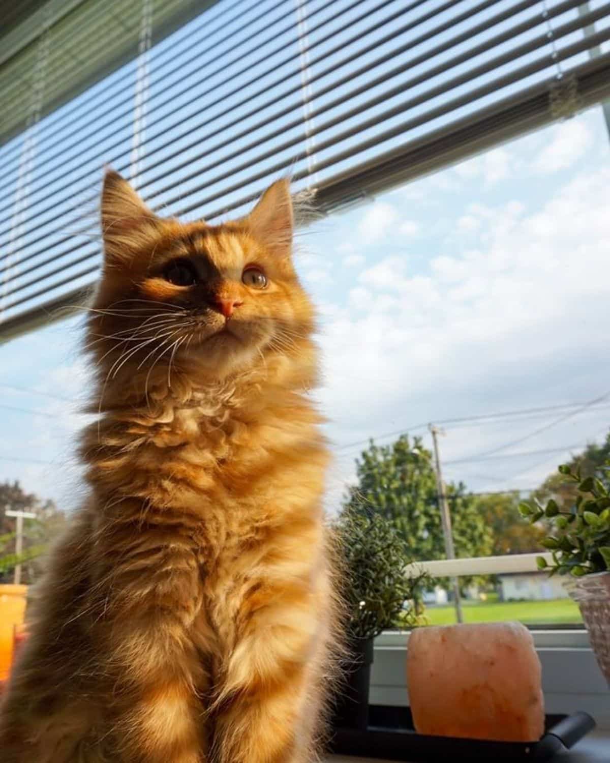 A cute fluffy gigner maine coon standing next to a window.