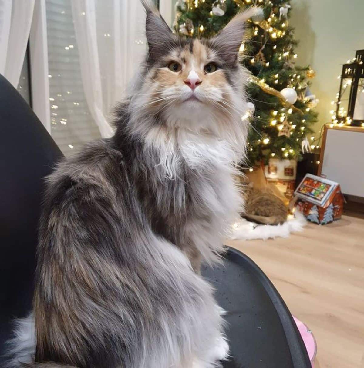 A fluffy calico maine coon standing on a black chair.
