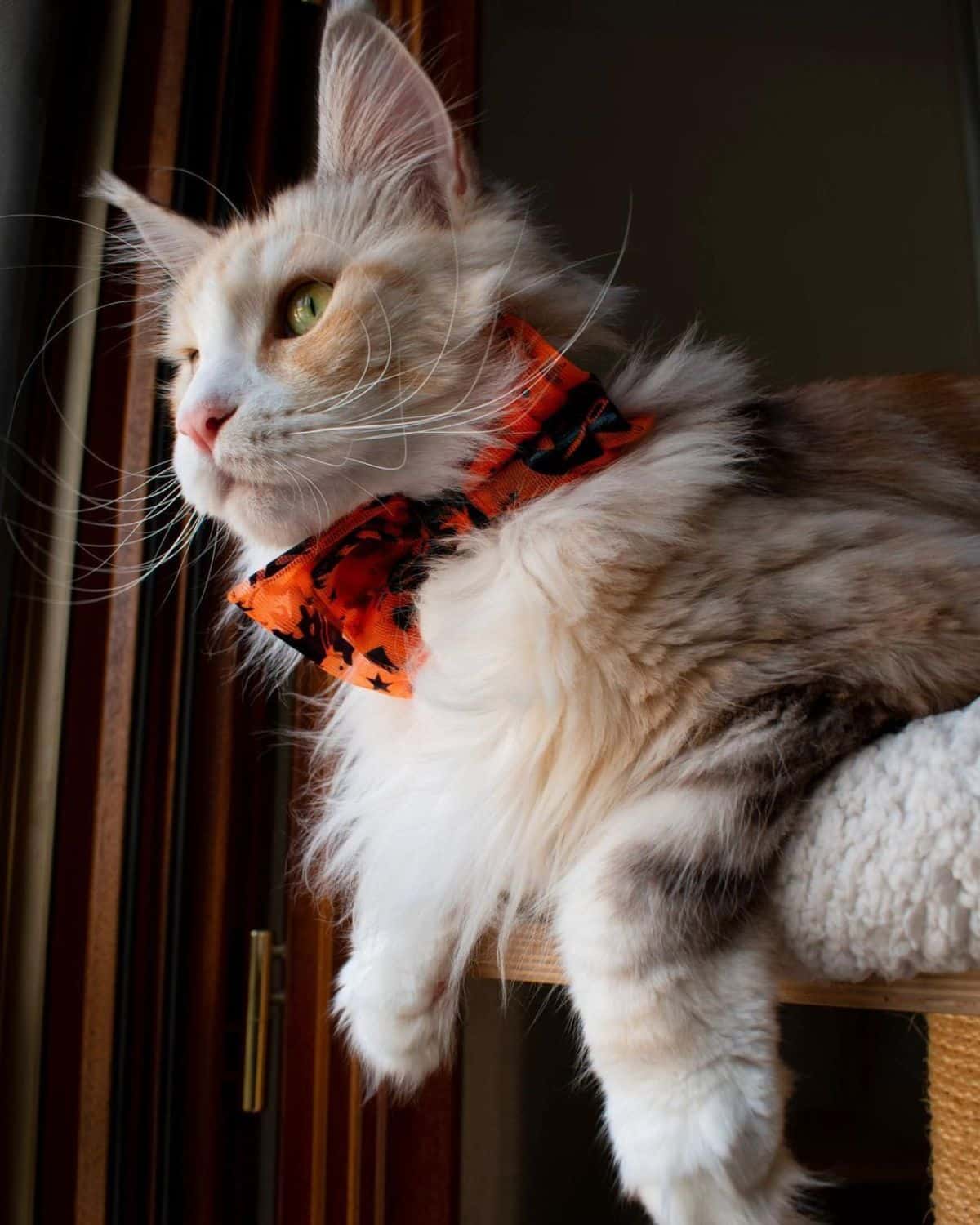 A fluffy maine coon with a red-black bowtie lying on a cat tree.