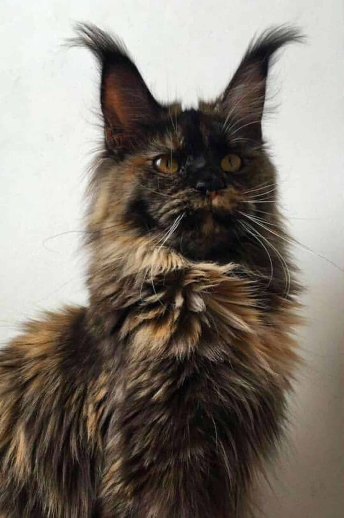 A portrait of a fluffy tortoise maine coon.