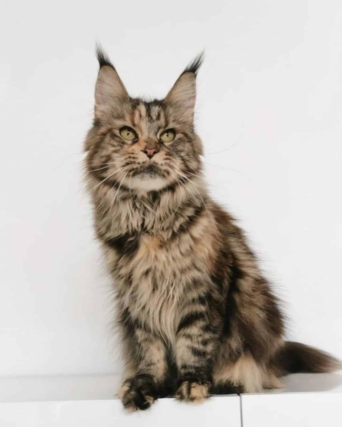 A fluffy tabby maine coon sitting on the edge of a wall.