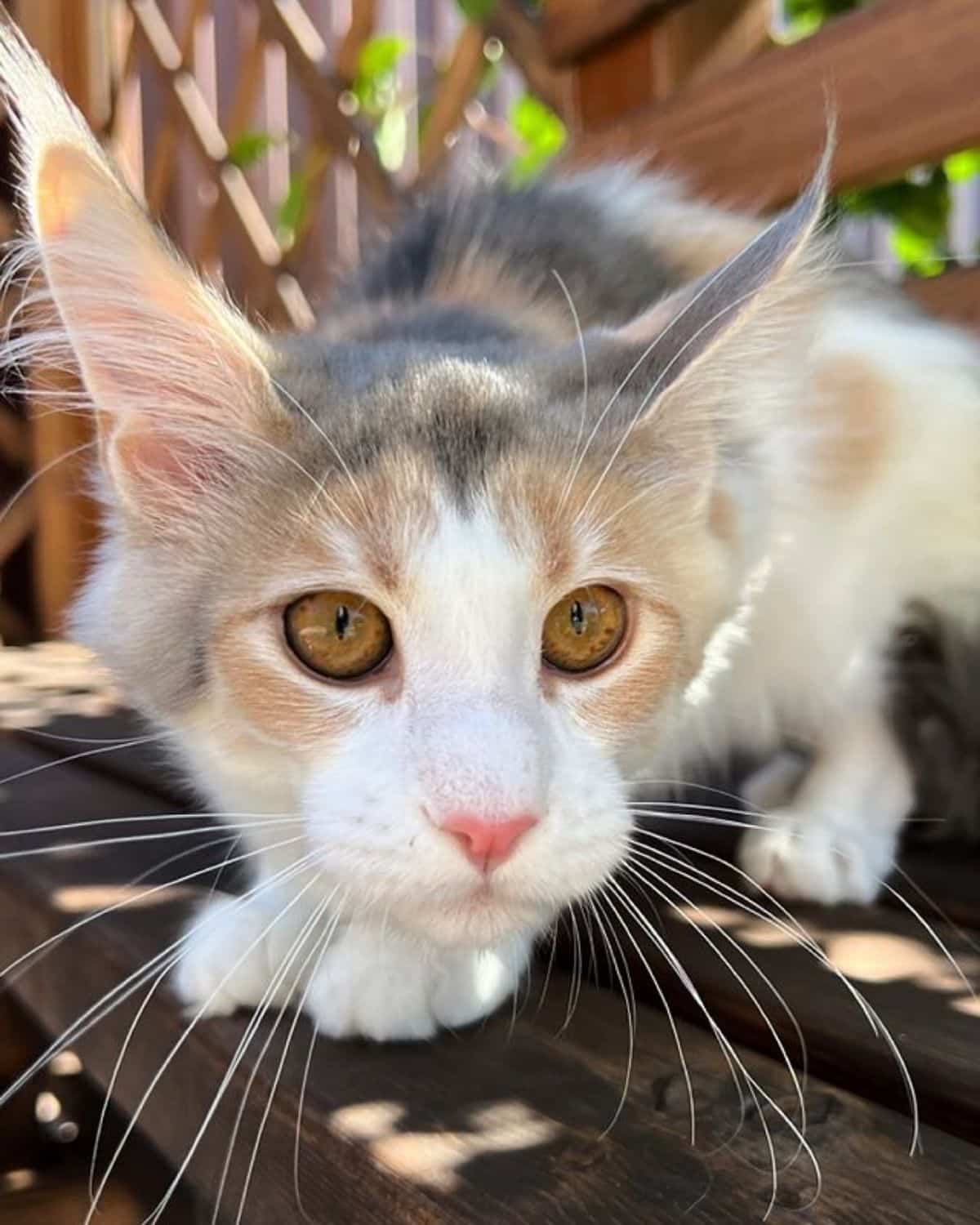 A calico maine coon standing on a wooden bench and starring into a camera.