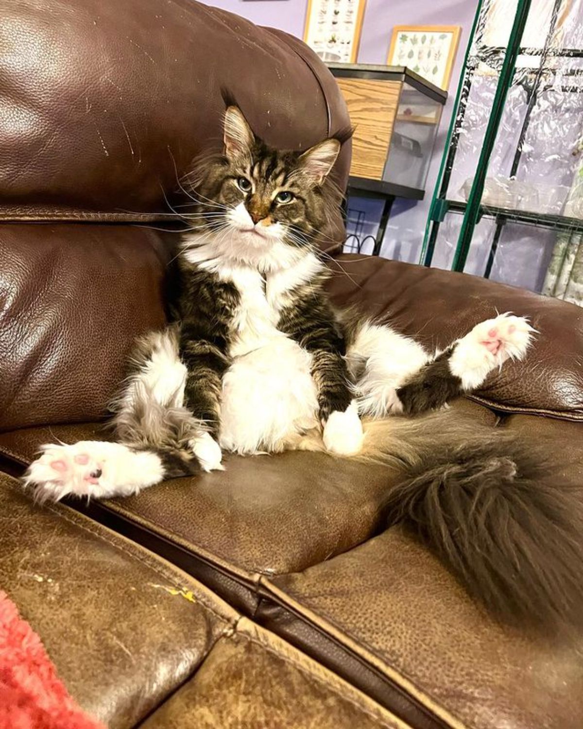 A fluffy maine coon sitting on a couch like a human.
