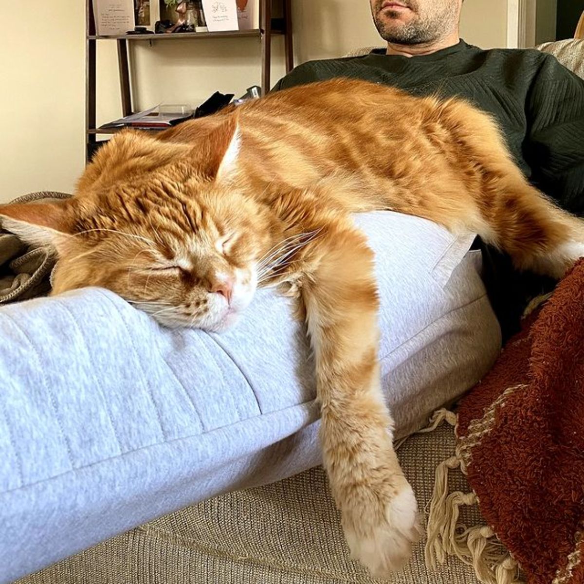 A huge ginger maine coon lying on a man's legs.