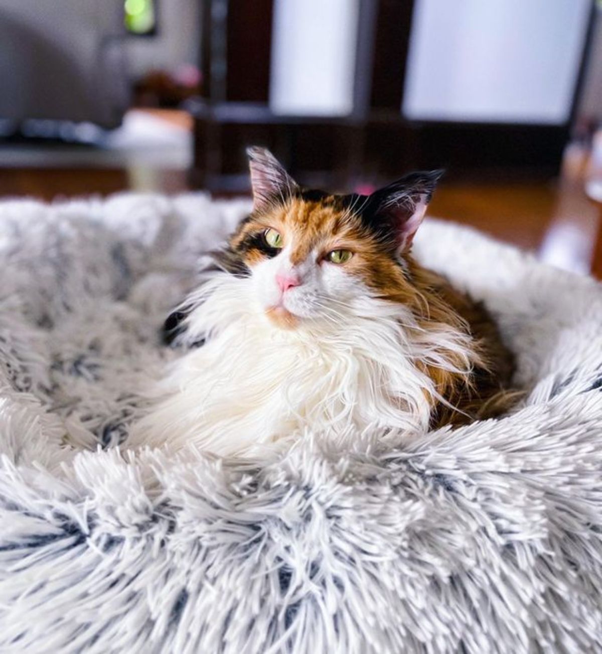 A fluffy calico maine coon lying in a fluffy cat bed.