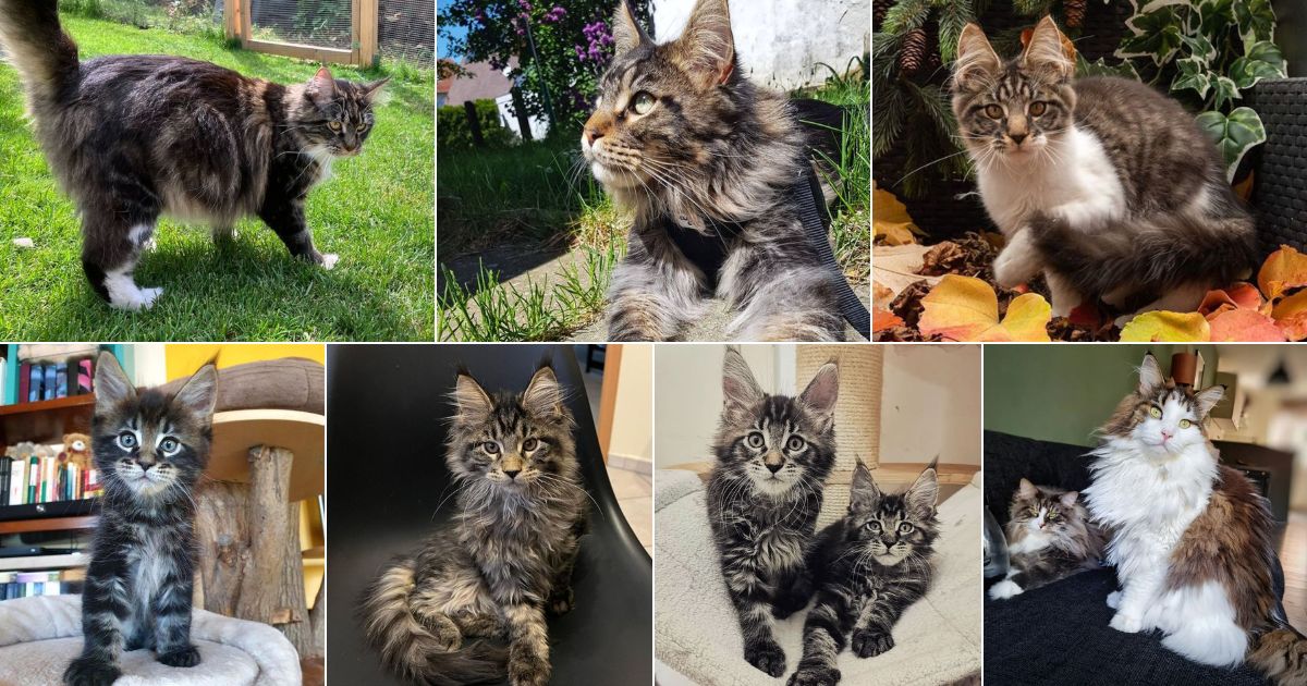 27 Black Tabby Maine Coon Cats You'll Love facebook image.