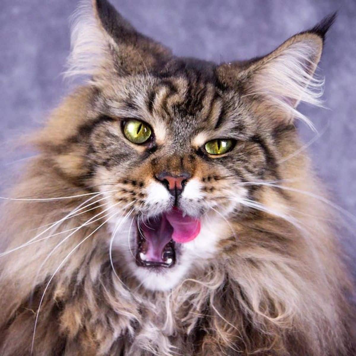 A close-up of a tabby maine coon with a tongue out.