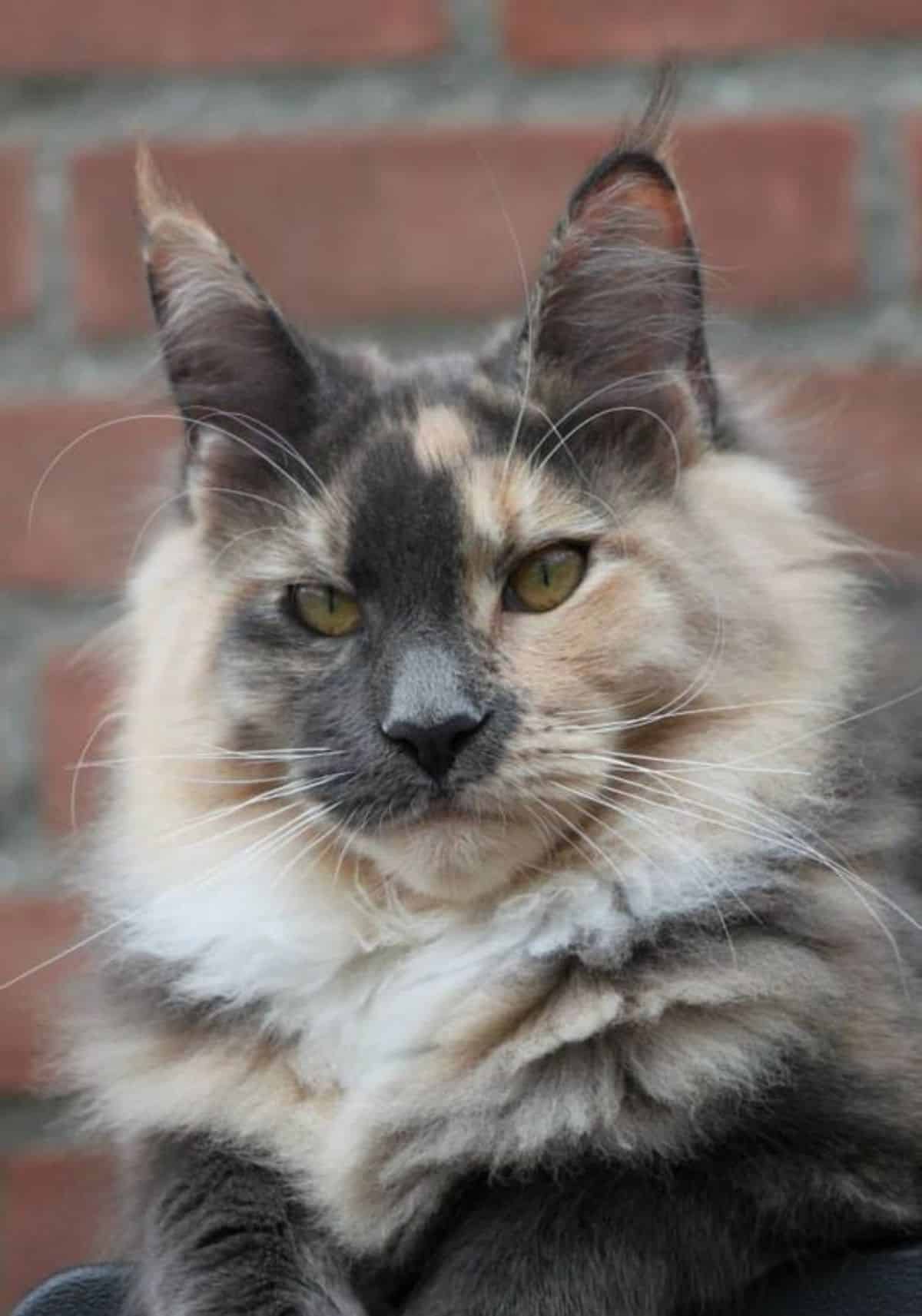 A close-up of a tortoise maine coon face.