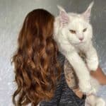 A young woman carrying a huge white maine coon.