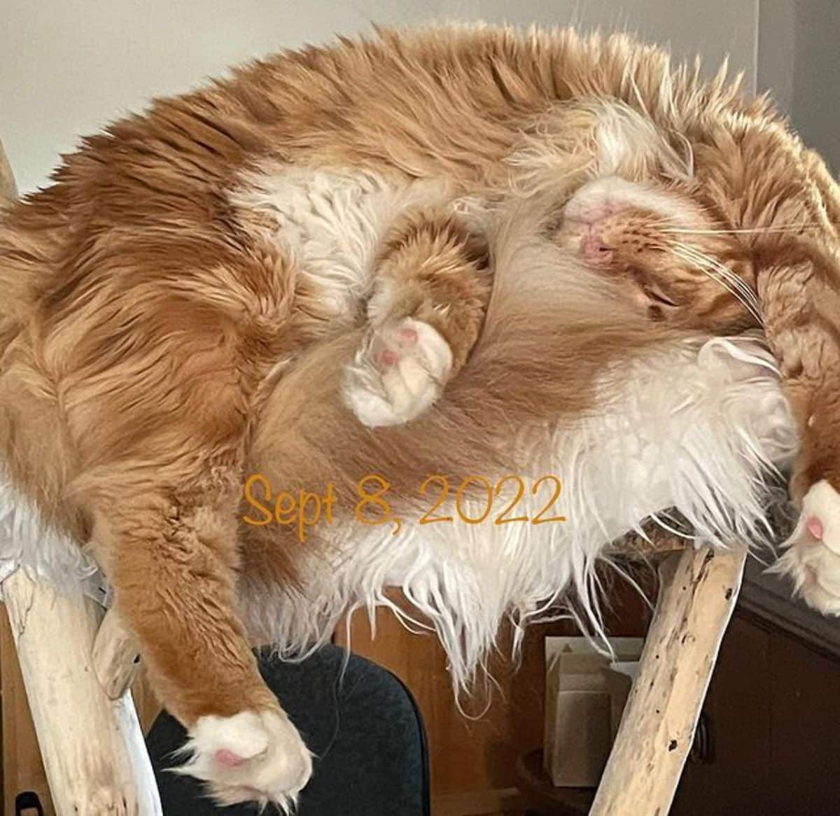 A big fluffy maine coon lying in a funny position on a cat bed.