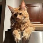 A fluffy ginger maine coon lying on a fridge.