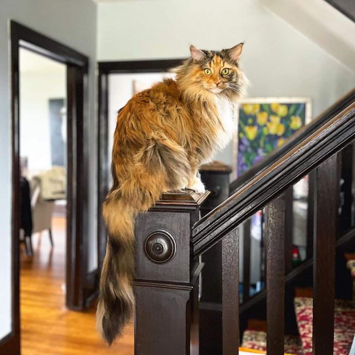 A fluffy calico maine coon sitting on a wooden railing.