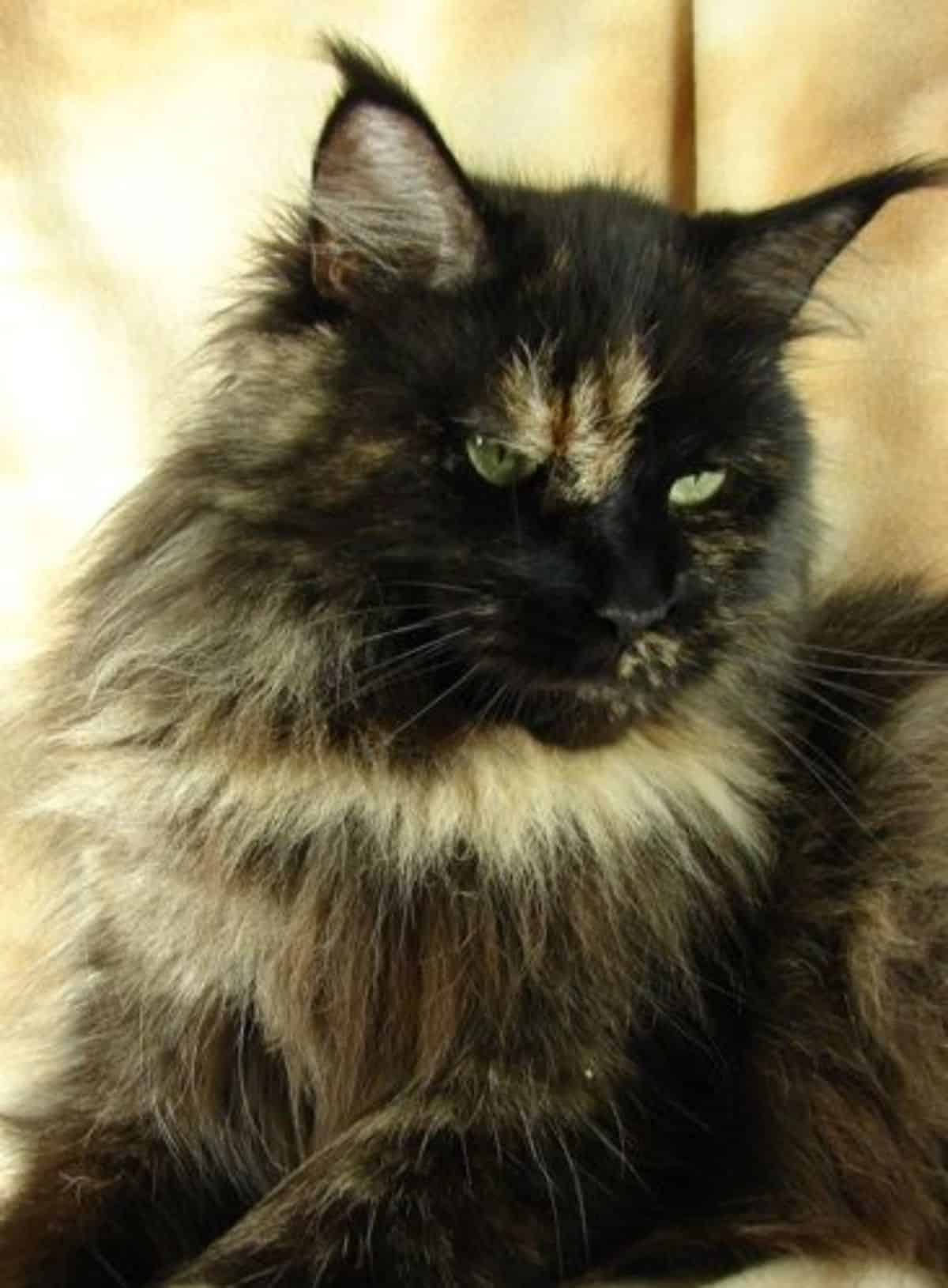 A close-up of a tortoise maine coon face.