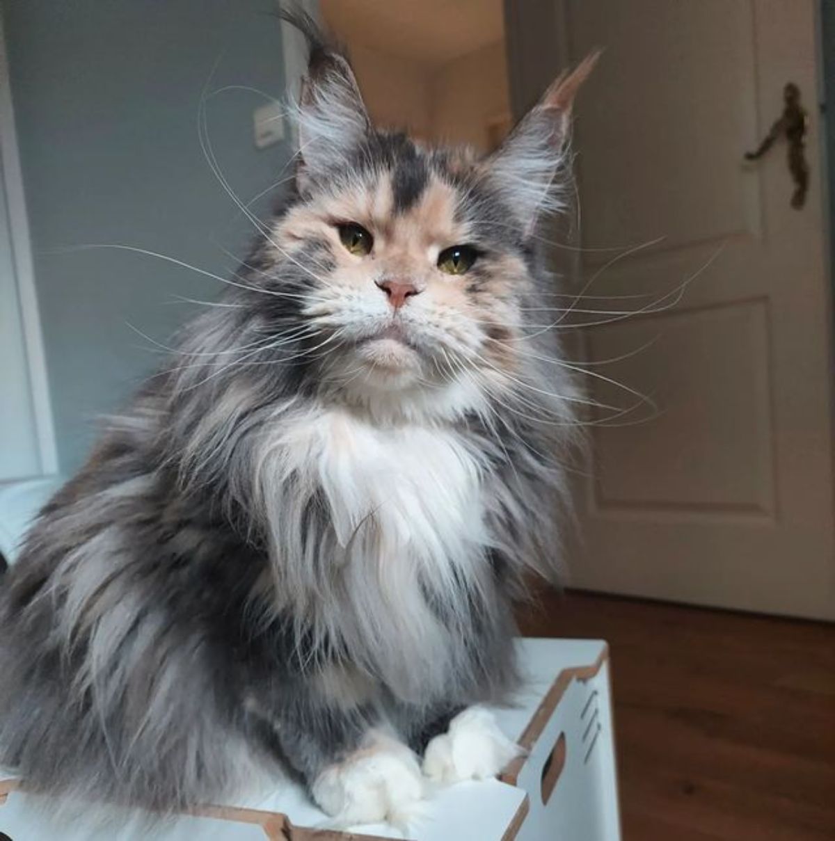 A fluffy calico maine coon sitting on a white box.
