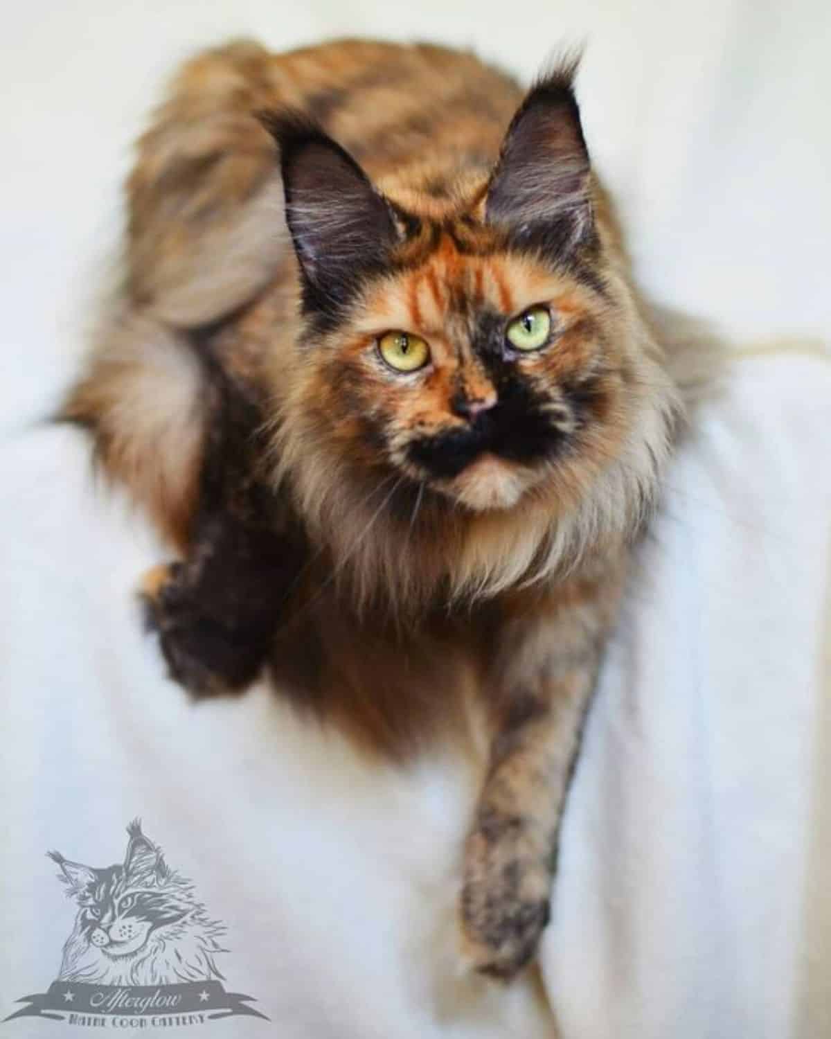 A fluffy tortoise maine coon lying on a blanket.