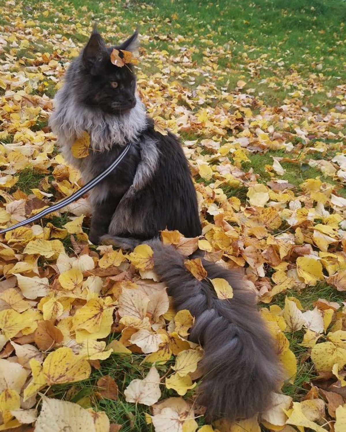 A black-gray maine coon on a leash sitting on the ground covered by fallen leaves.