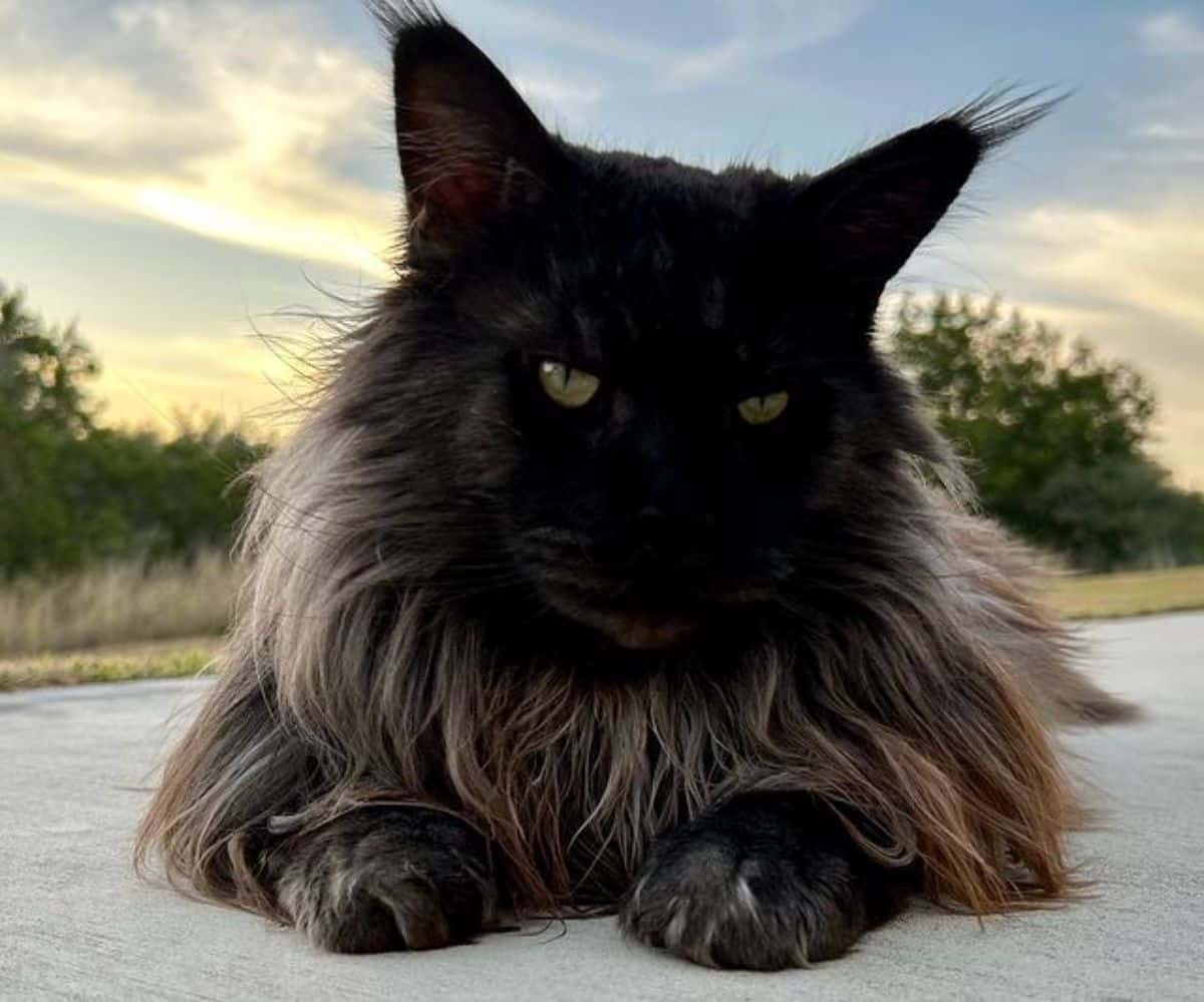A blac.gray fluffy maine coon lying on a pavement.