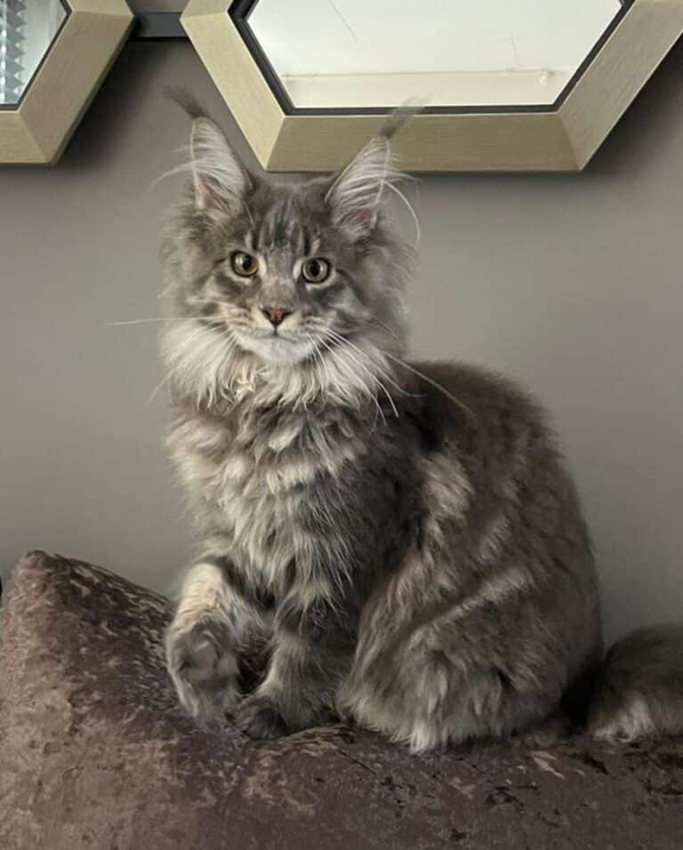 21 Blue Tabby Maine Coon Cats You’ll Want to Adopt - MaineCoon.org