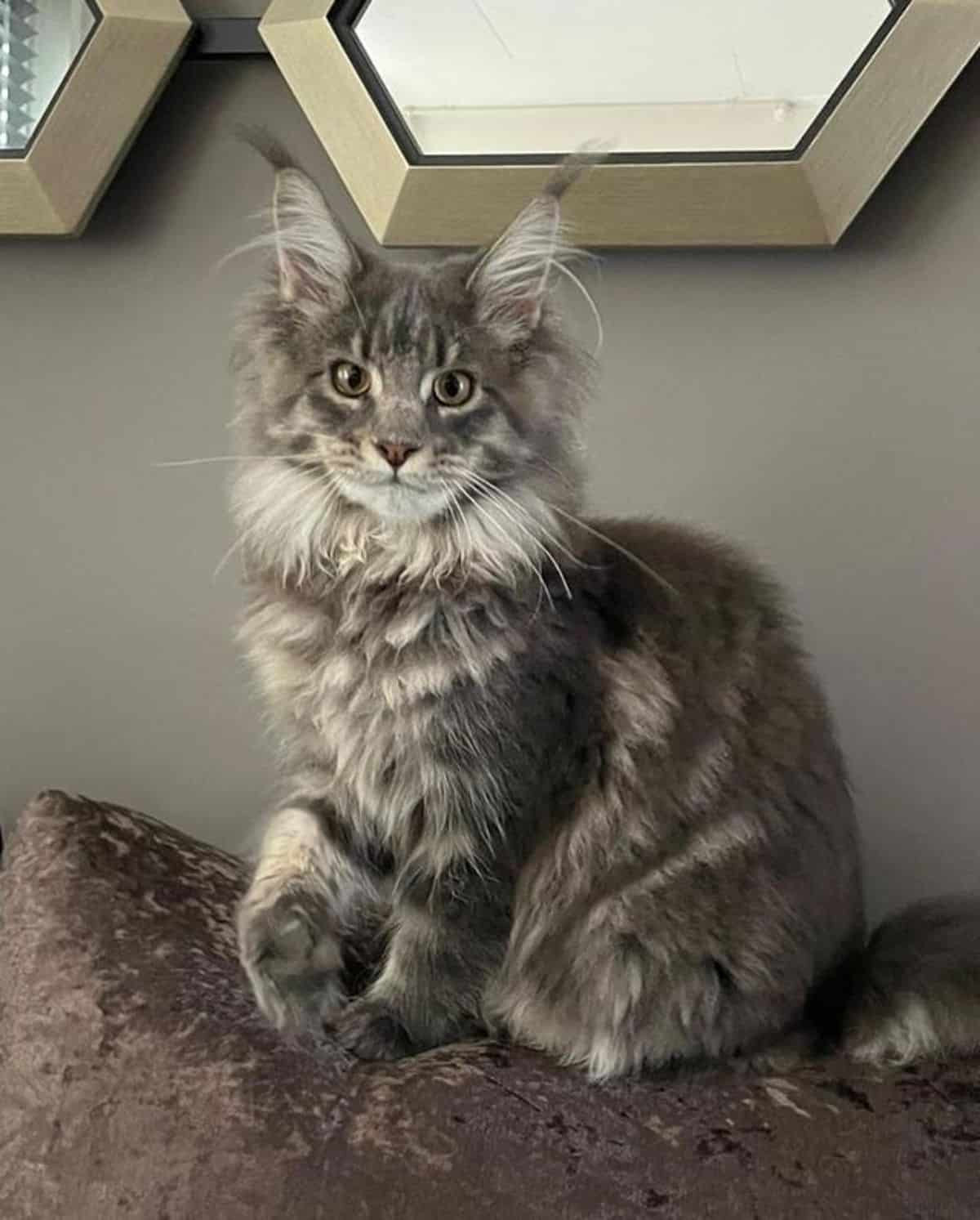 A fluffy tabby maine coon kitten sitting on a pillow.