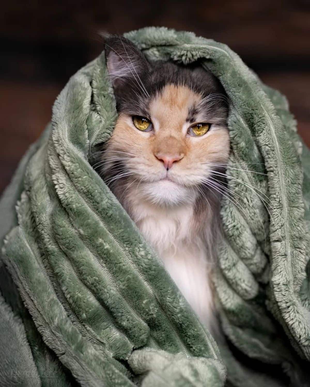 A beautiful calico maine coon with a green towel all around his body.