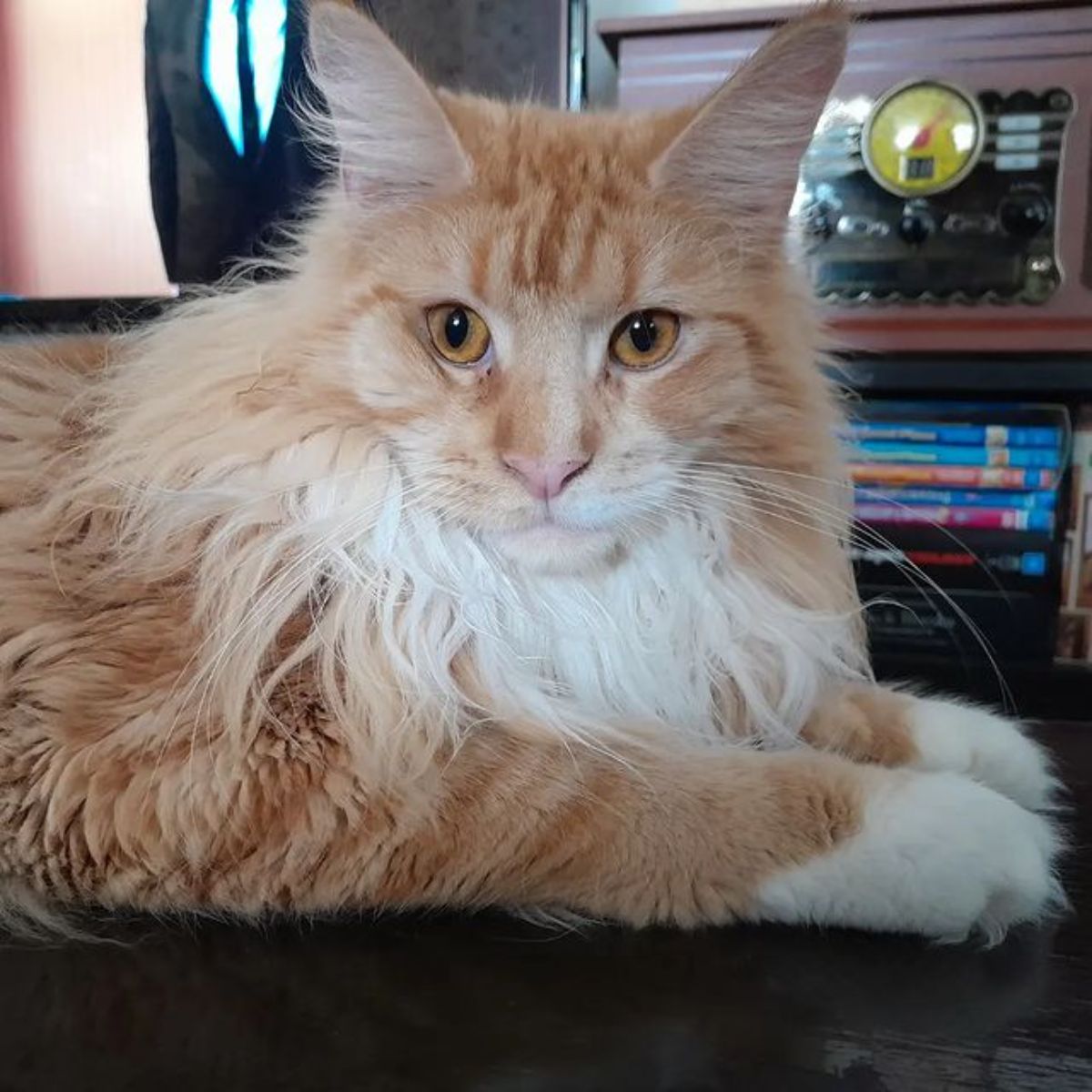 A close-up of a ginger maine coon face.