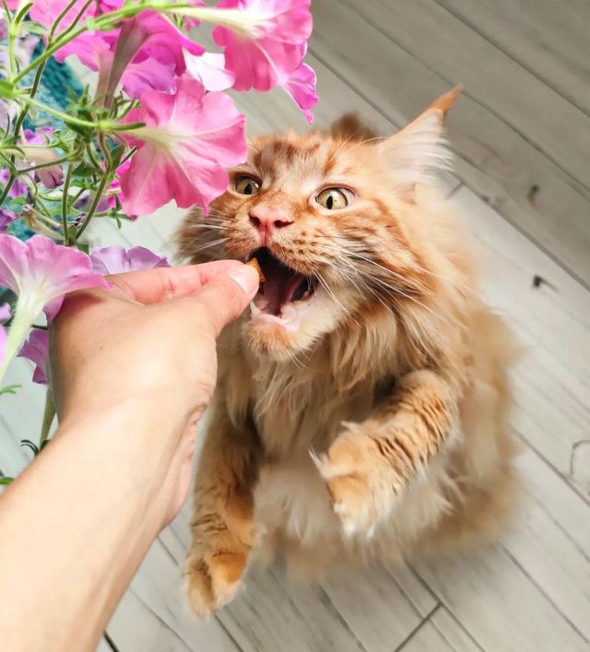 A human giving a treat to his red maine coon.