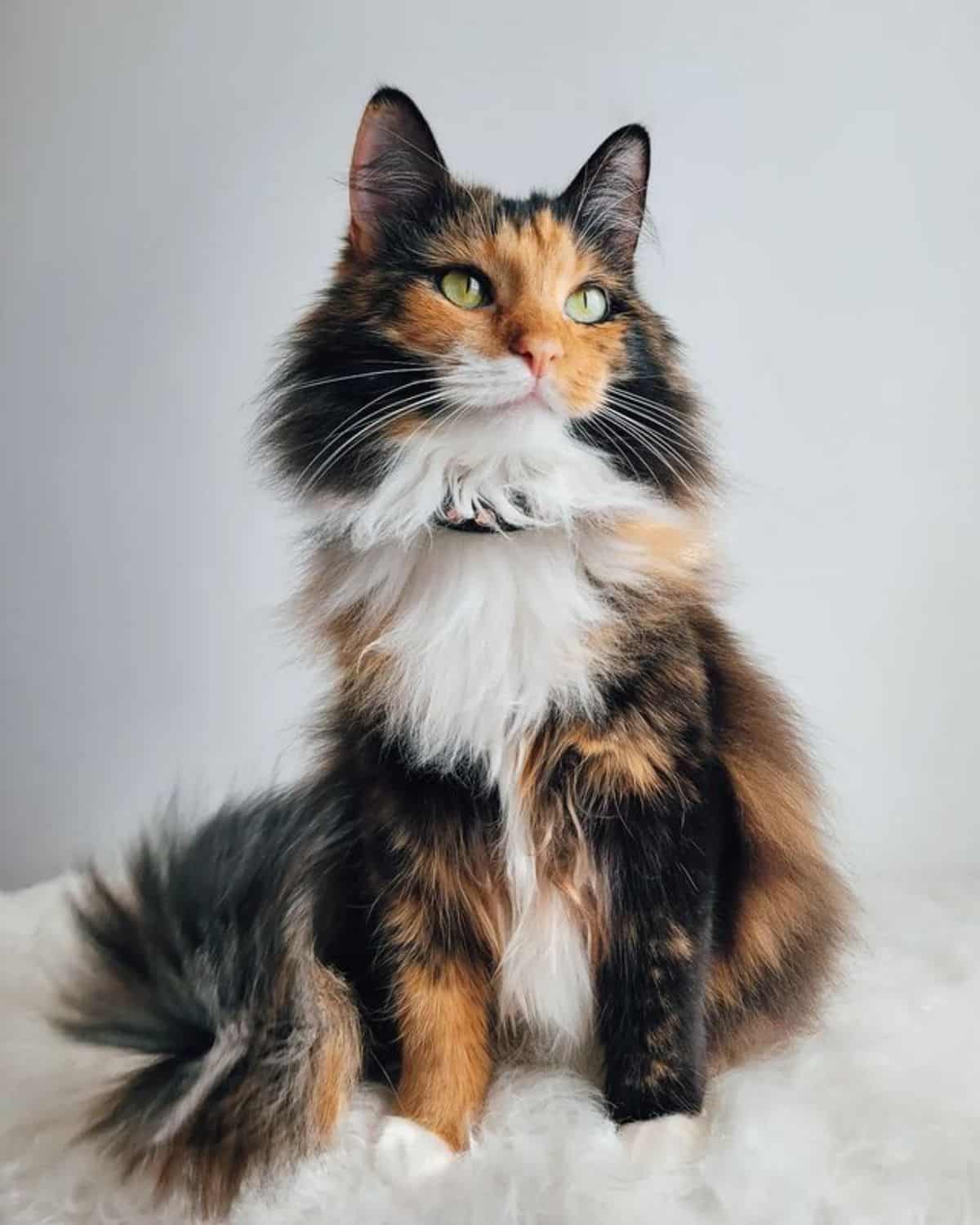 A beautiful calico maine coon sitting on a white fur.