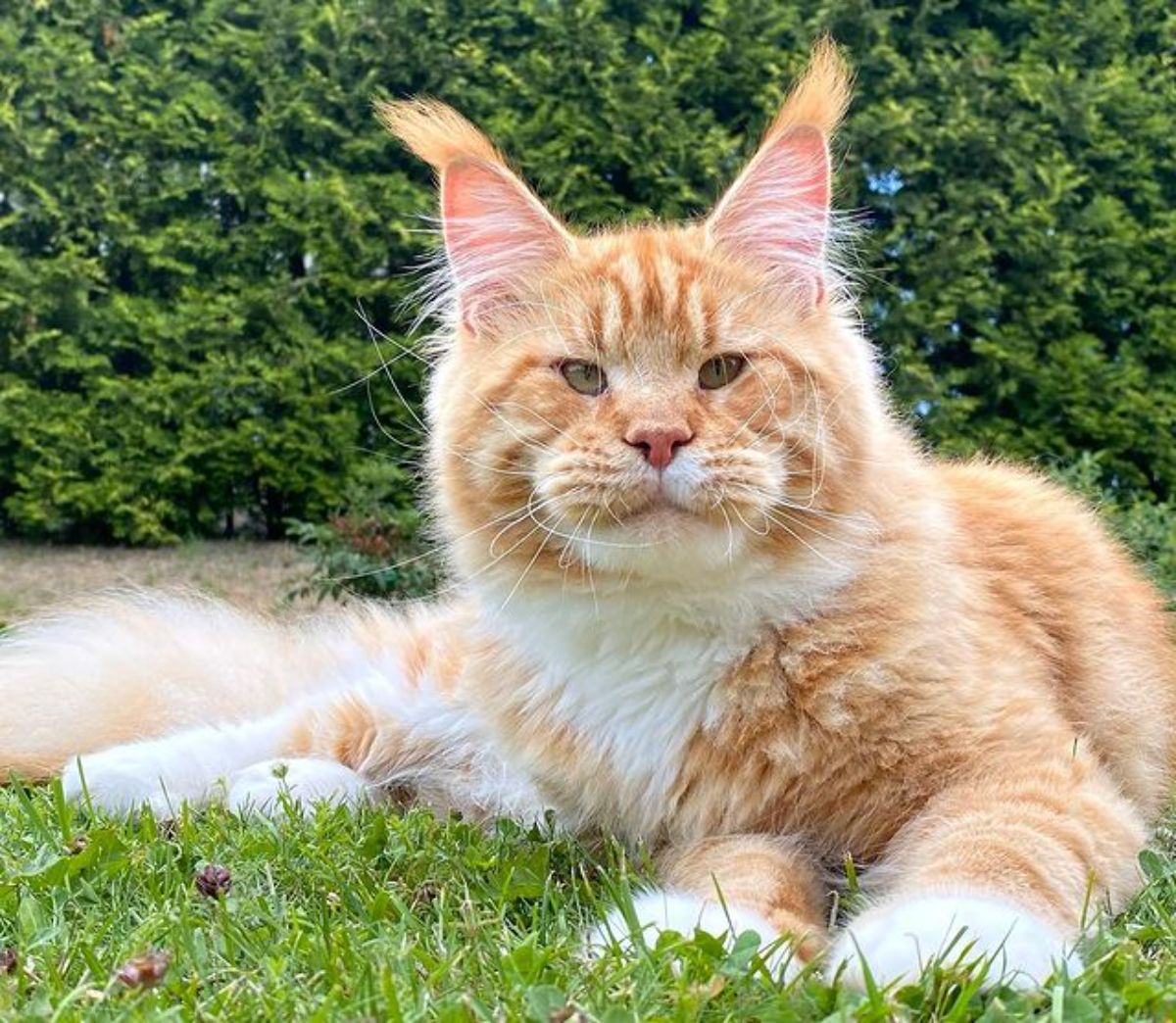 A beautiful fluffy red maine coon lying in the grass.
