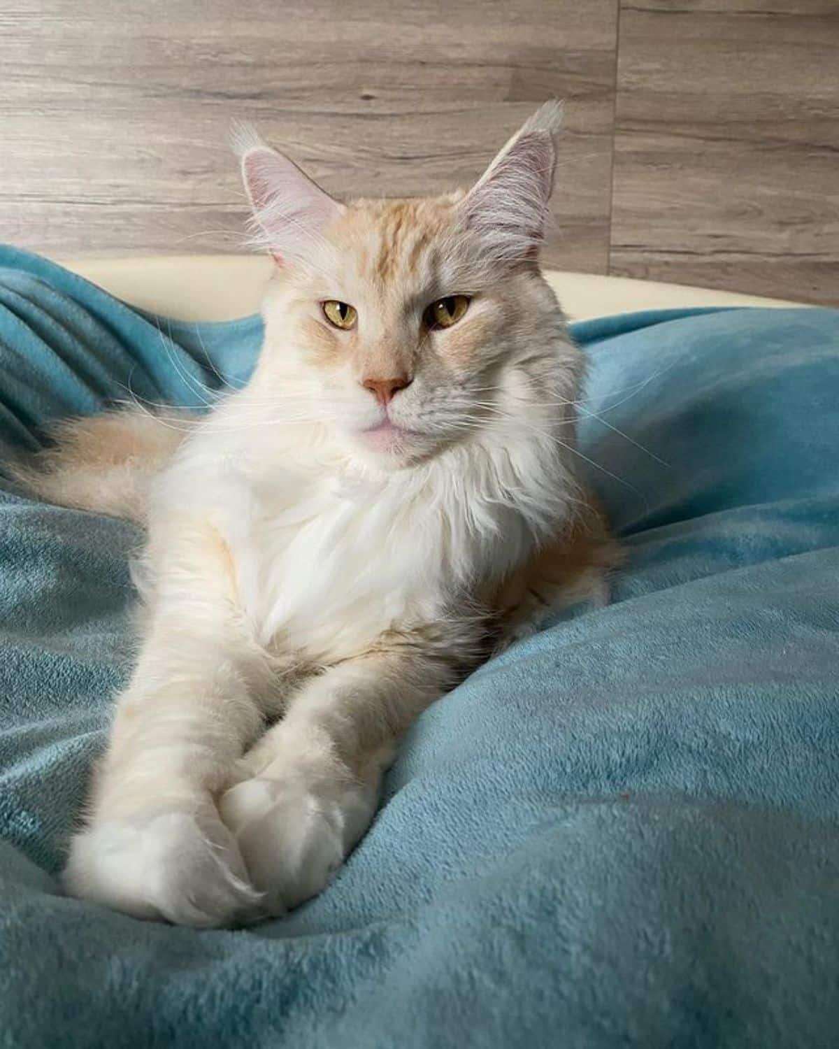 A fluffy creamy maine coon lying on a green blanked on a bed.