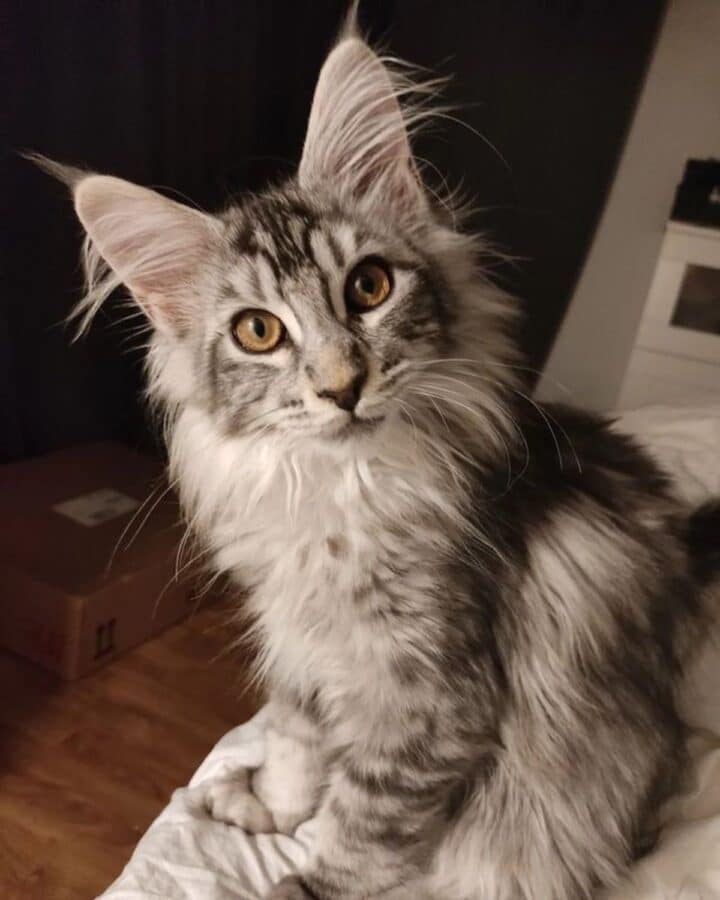 17 Silver Tabby Maine Coon Cats You’ll Love - Mainecoon.org