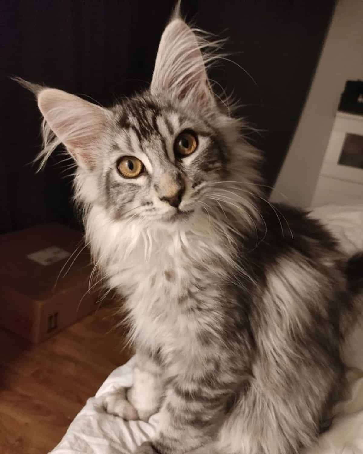 A gray fluffy maine coon sitting on a bed and looking in a camera.